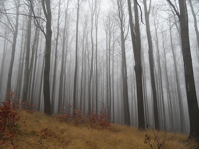 Free download forest fog autumn landscape nature free picture to be edited with GIMP free online image editor