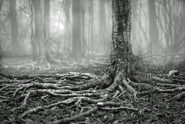 Free download forest fog tree roots free picture to be edited with GIMP free online image editor