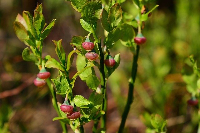 Free download Forest Fruit Blueberry Wild Berry -  free photo or picture to be edited with GIMP online image editor