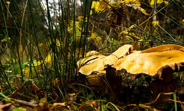 Free download Forest Grass Mushrooms -  free photo or picture to be edited with GIMP online image editor