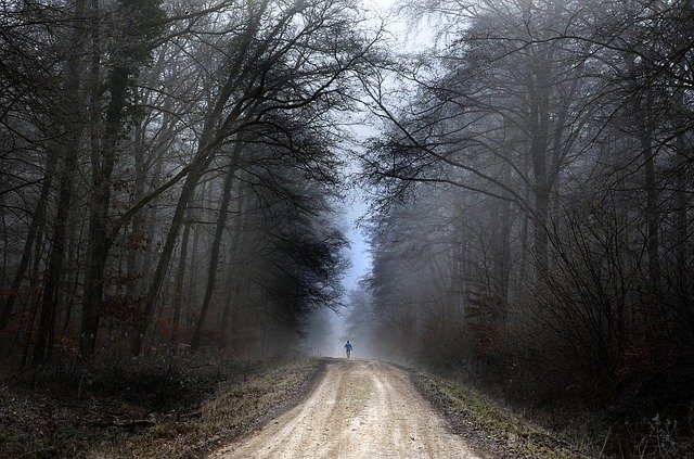 Free download Forest Jogging Nature -  free photo or picture to be edited with GIMP online image editor