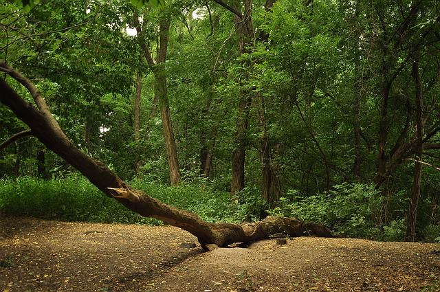 Free download forest lies fallen tree light free picture to be edited with GIMP free online image editor