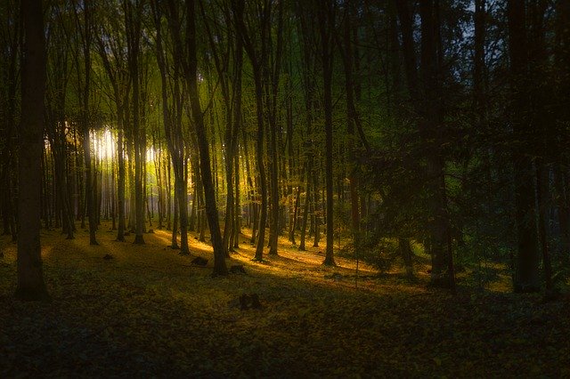 ດາວໂຫລດຟລີ Forest Light Landscape - ຮູບພາບຫຼືຮູບພາບທີ່ບໍ່ເສຍຄ່າເພື່ອແກ້ໄຂດ້ວຍຕົວແກ້ໄຂຮູບພາບອອນໄລນ໌ GIMP