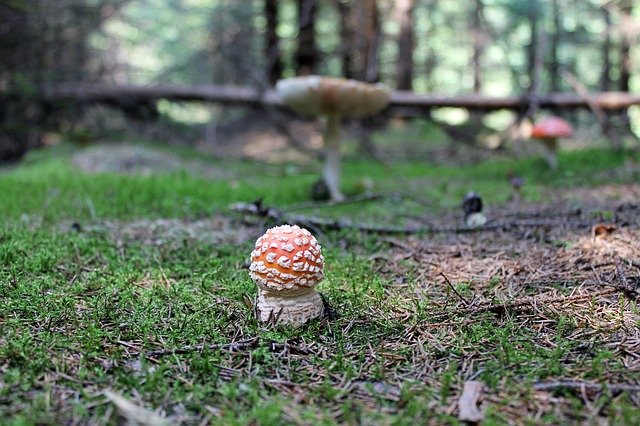 Free download Forest Mushroom Amanita -  free photo or picture to be edited with GIMP online image editor