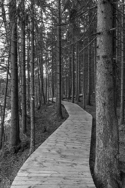 Free download forest mystical nature path wood free picture to be edited with GIMP free online image editor