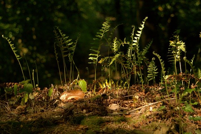 Free download Forest Nature Fern -  free photo or picture to be edited with GIMP online image editor