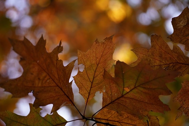 Free download forest nature leaf autumn sad free picture to be edited with GIMP free online image editor