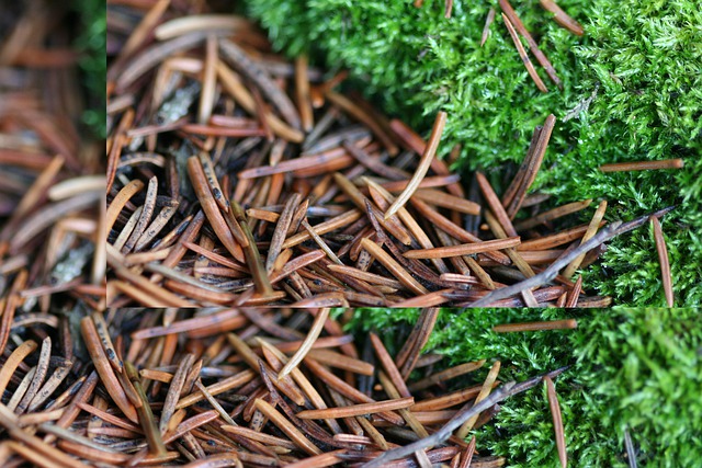 Free download forest nature moss pine needles free picture to be edited with GIMP free online image editor