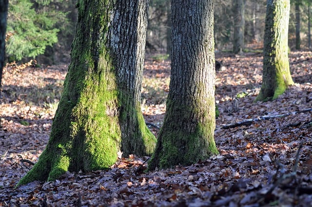 Free download forest nature trees oak the bark free picture to be edited with GIMP free online image editor