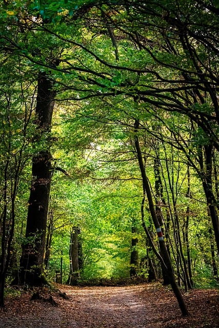 Free download forest nature trees path woods free picture to be edited with GIMP free online image editor