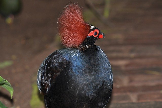 Free download Forest Partridge Exotic -  free photo or picture to be edited with GIMP online image editor