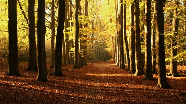 Free download forest path autumn mood leaves free picture to be edited with GIMP free online image editor