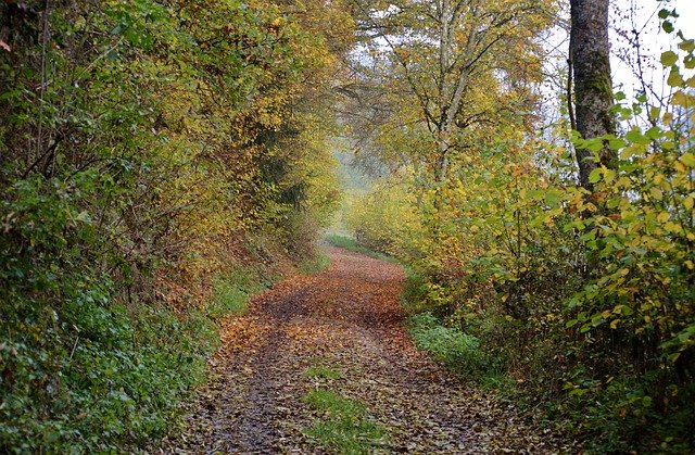 Free download Forest Path Autumn October -  free photo or picture to be edited with GIMP online image editor