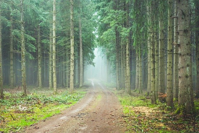 Free download Forest Path Foggy Trueb -  free photo or picture to be edited with GIMP online image editor