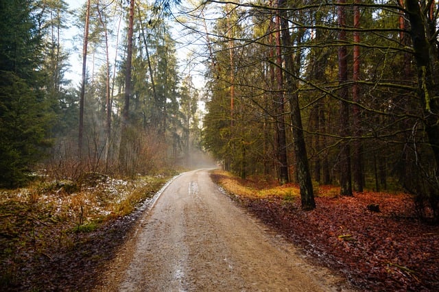 Free download forest path leaves autumn colors free picture to be edited with GIMP free online image editor