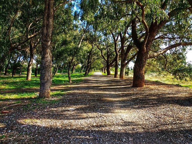 Free download Forest Path Sidewalk -  free photo or picture to be edited with GIMP online image editor