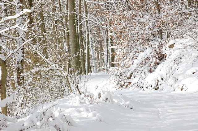 Free download Forest Path Snow -  free photo or picture to be edited with GIMP online image editor