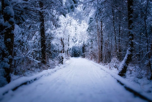 Free download forest path snow winter winter way free picture to be edited with GIMP free online image editor