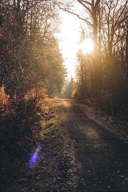 免费下载 Forest Path Sun - 使用 GIMP 在线图像编辑器编辑的免费照片或图片