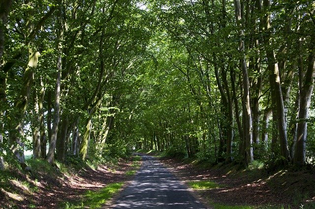 Free download Forest Path Trees Nature -  free photo or picture to be edited with GIMP online image editor