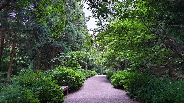 Free download Forest Road Jeju Trails -  free photo or picture to be edited with GIMP online image editor