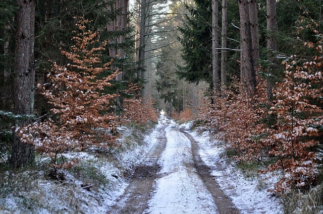 Free download forest road winter trees way free picture to be edited with GIMP free online image editor