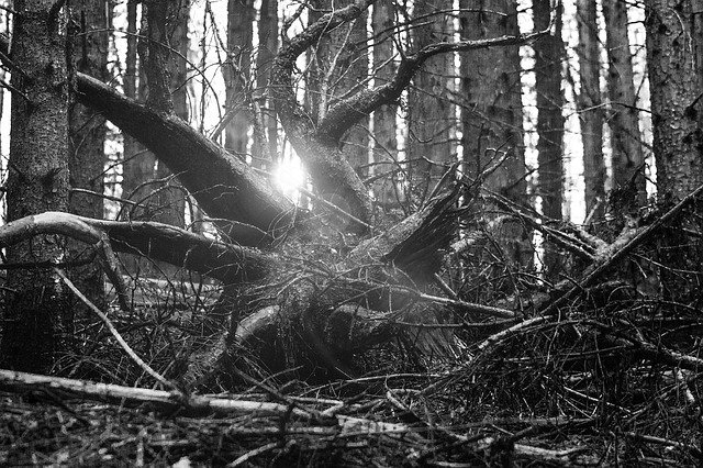 Free download forest root light sonner mood free picture to be edited with GIMP free online image editor