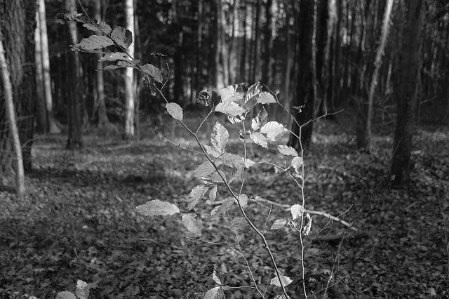 Free download Forest Sheet Of Black-And-White -  free photo or picture to be edited with GIMP online image editor