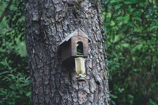 Free download Forests House Of Birds Birdhouse -  free photo or picture to be edited with GIMP online image editor