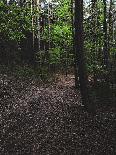 免费下载 Forest Silence Peace Of Mind - 可使用 GIMP 在线图像编辑器编辑的免费照片或图片