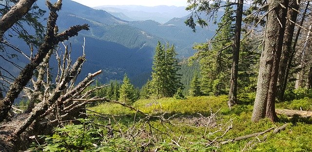 Free download Forest Slovakia Green -  free photo or picture to be edited with GIMP online image editor