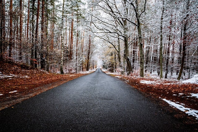 Free download forest snow road landscape path free picture to be edited with GIMP free online image editor