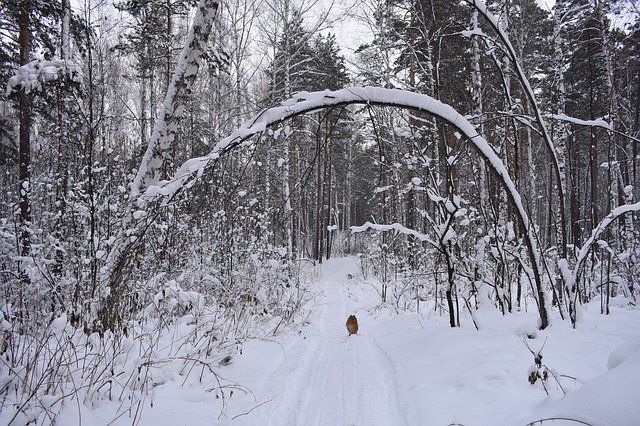 Free download Forest Snow Winter -  free photo or picture to be edited with GIMP online image editor