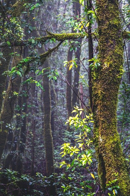 Free download Forest Tenerife Nature -  free photo or picture to be edited with GIMP online image editor