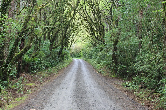 Free download forest tree canopy gravel road free picture to be edited with GIMP free online image editor