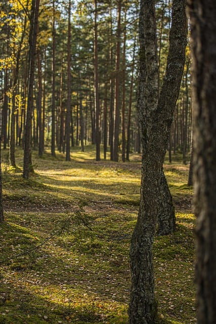 Free download forest trees autumn nature pine free picture to be edited with GIMP free online image editor