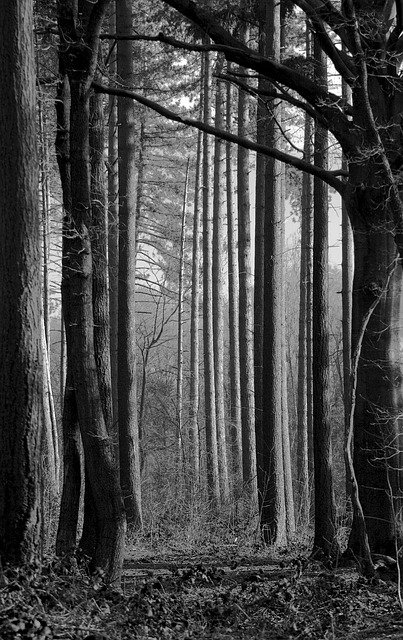 Free download Forest Trees Black White Tree -  free photo or picture to be edited with GIMP online image editor