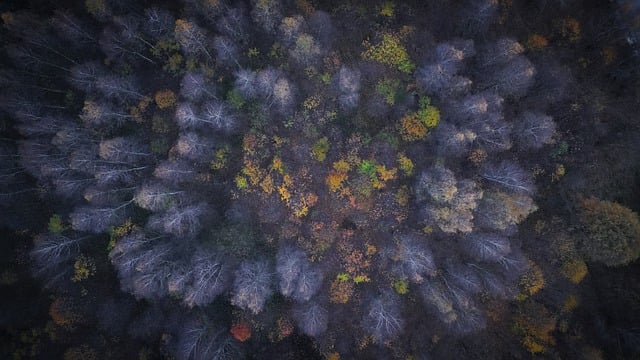 Free download forest trees landscape sunset dark free picture to be edited with GIMP free online image editor