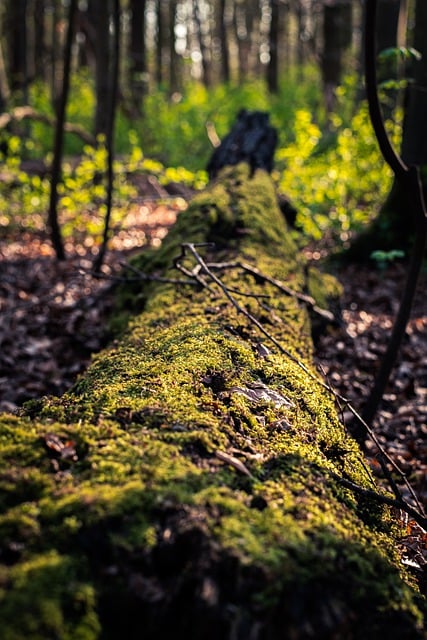 Free download forest trees moss landscape nature free picture to be edited with GIMP free online image editor