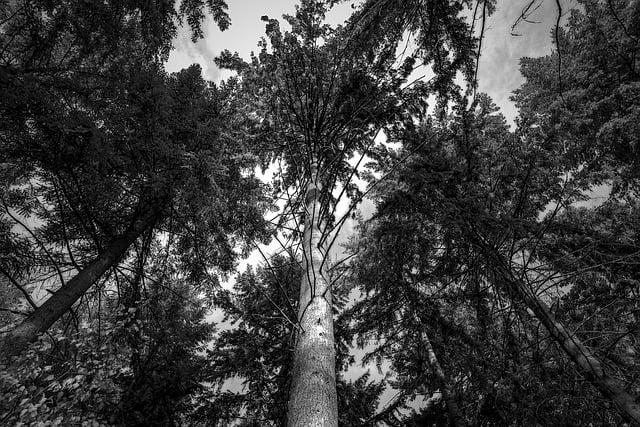 Free download forest trees woods black and white free picture to be edited with GIMP free online image editor