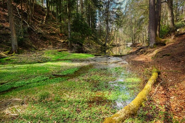 Bezpłatne pobieranie Forest Valley Bach - bezpłatne zdjęcie lub obraz do edycji za pomocą internetowego edytora obrazów GIMP