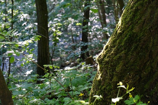 Free download Forest Vegetation Moss -  free photo or picture to be edited with GIMP online image editor