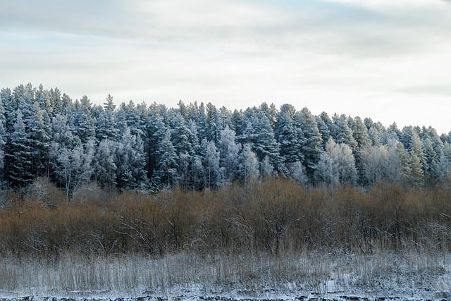 Free download forest winter frost snow cold free picture to be edited with GIMP free online image editor