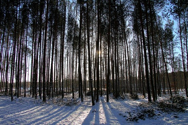 Free download Forest Winter Landscape -  free photo or picture to be edited with GIMP online image editor