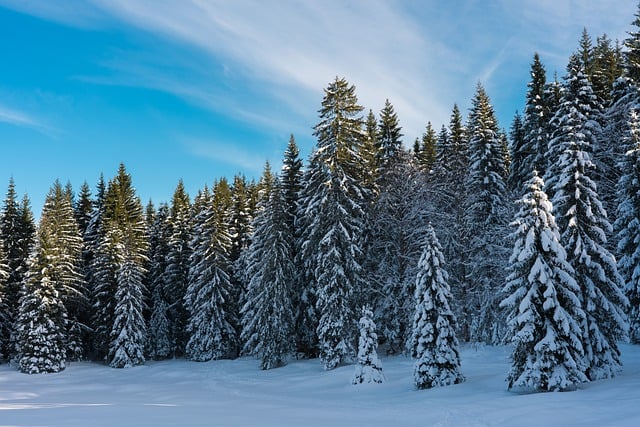 Free download forest winter landscape snow free picture to be edited with GIMP free online image editor