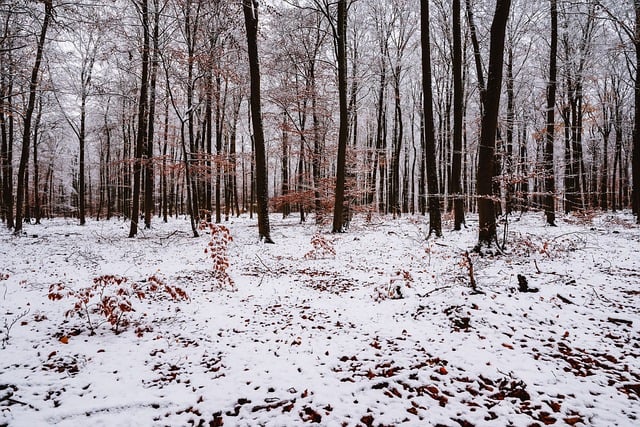 Free download forest winter nature trees snow free picture to be edited with GIMP free online image editor