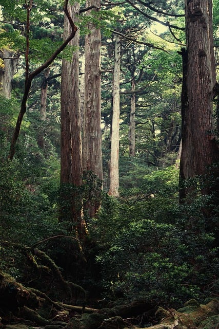 Free download forest yakusugi virgin forest free picture to be edited with GIMP free online image editor