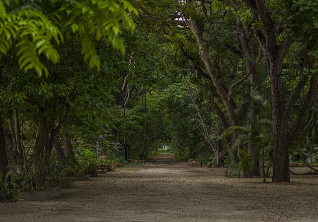 Free download forest yard venezuela park nature free picture to be edited with GIMP free online image editor