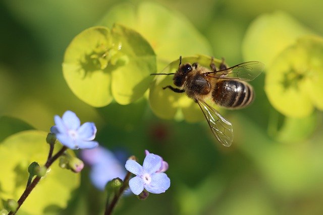 Free download forget me not bee blue blossom free picture to be edited with GIMP free online image editor