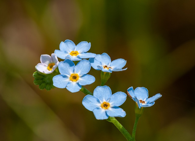 Free download forget me not bloom blue flower free picture to be edited with GIMP free online image editor